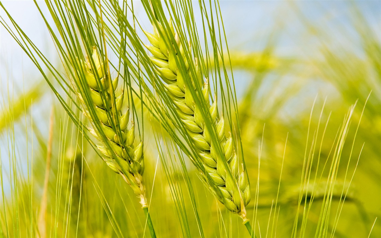 Wheat wallpaper (1) #20 - 1280x800