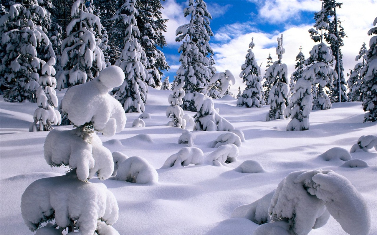 Winter Snow wallpaper (2) #3 - 1280x800