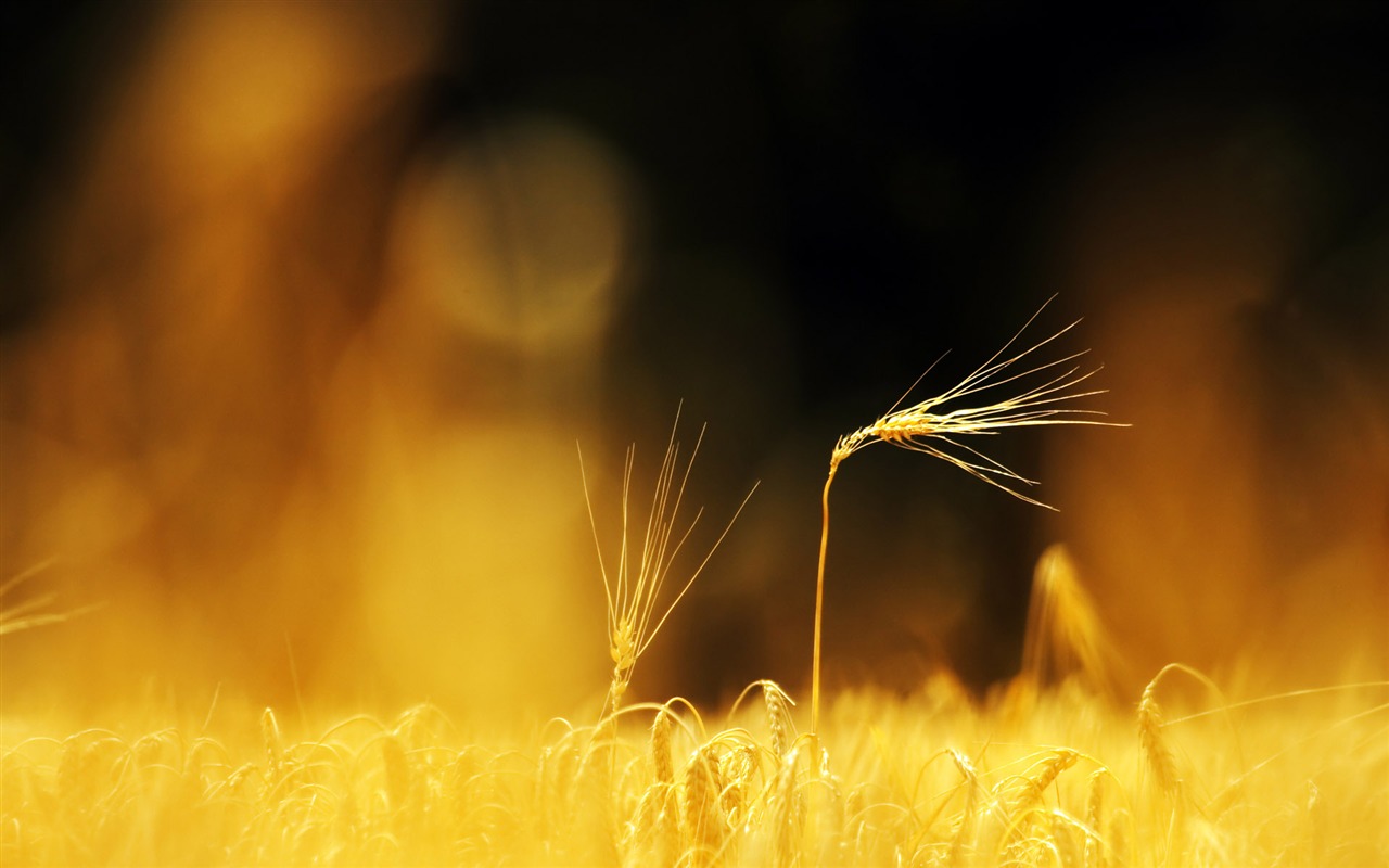 Wheat wallpaper (2) #2 - 1280x800