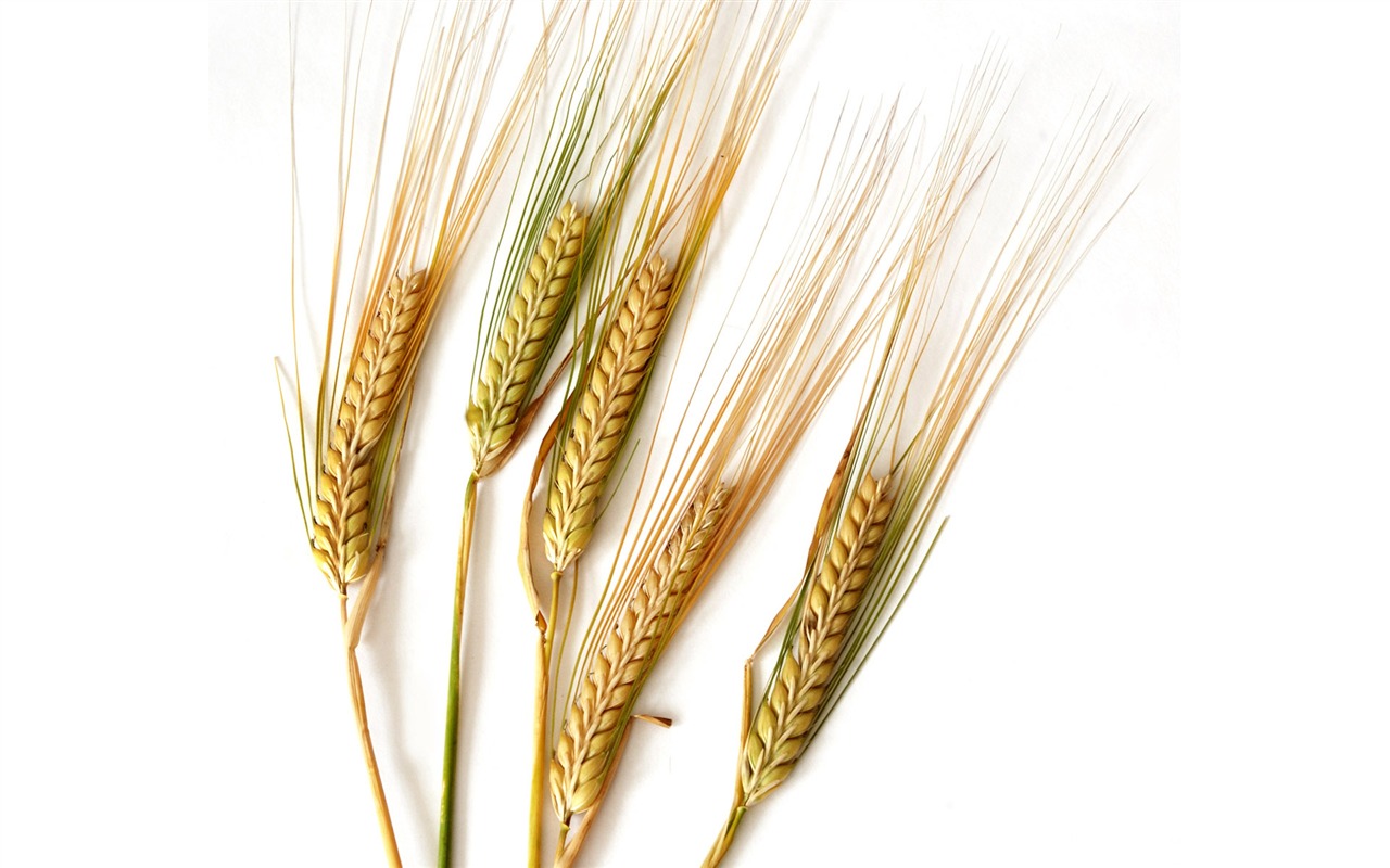 Wheat wallpaper (2) #4 - 1280x800