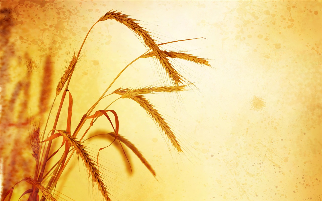Fond d'écran du blé (2) #11 - 1280x800