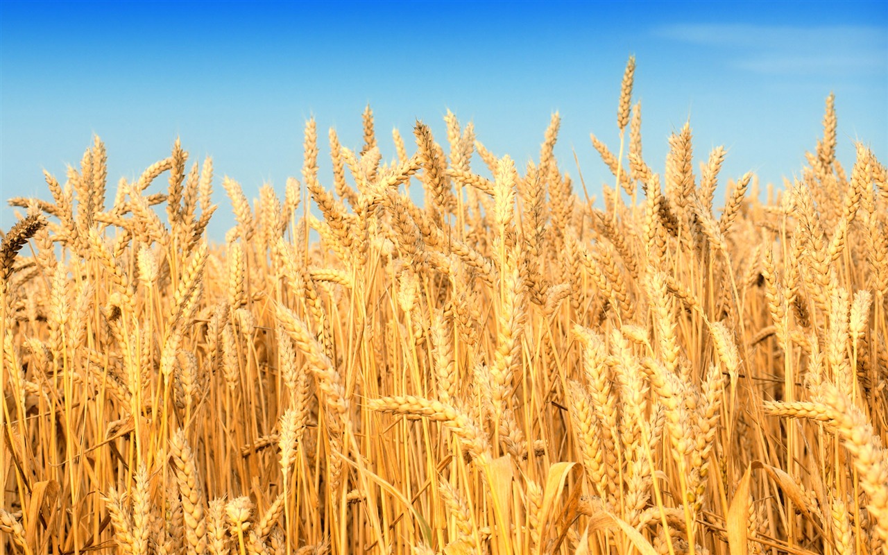 Wheat wallpaper (2) #13 - 1280x800