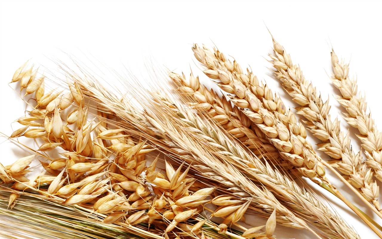 Wheat wallpaper (2) #16 - 1280x800