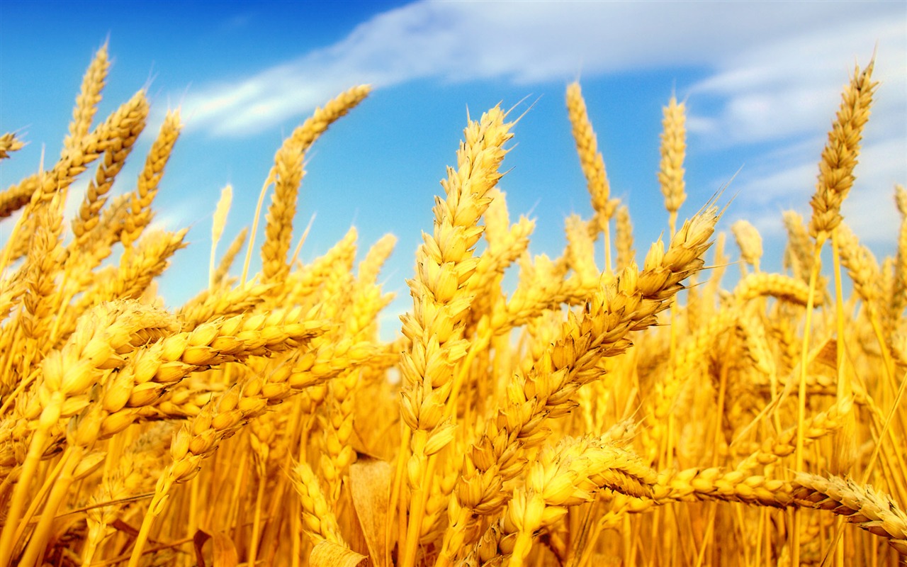 Wheat wallpaper (2) #19 - 1280x800