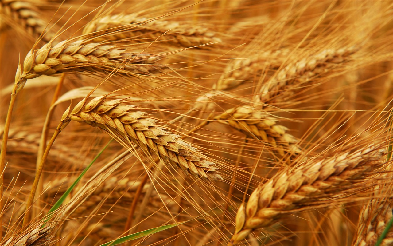 Wheat wallpaper (2) #20 - 1280x800