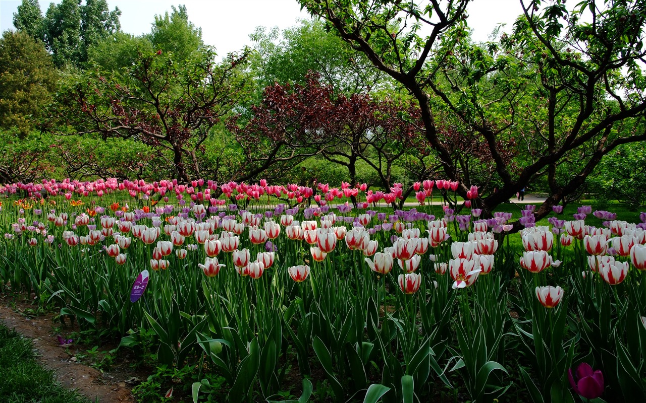 Xiangshan jardín principios del verano (obras barras de refuerzo) #4 - 1280x800