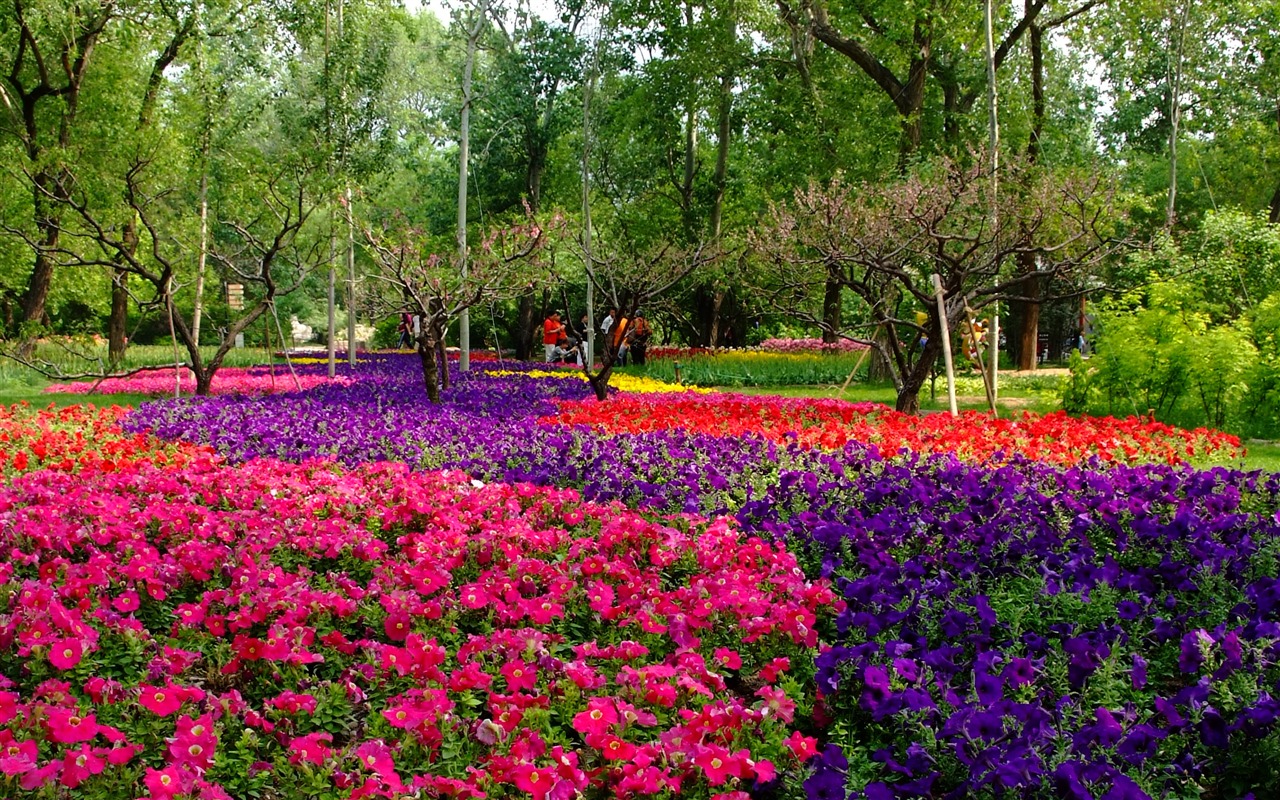 Xiangshan early summer garden (rebar works) #9 - 1280x800