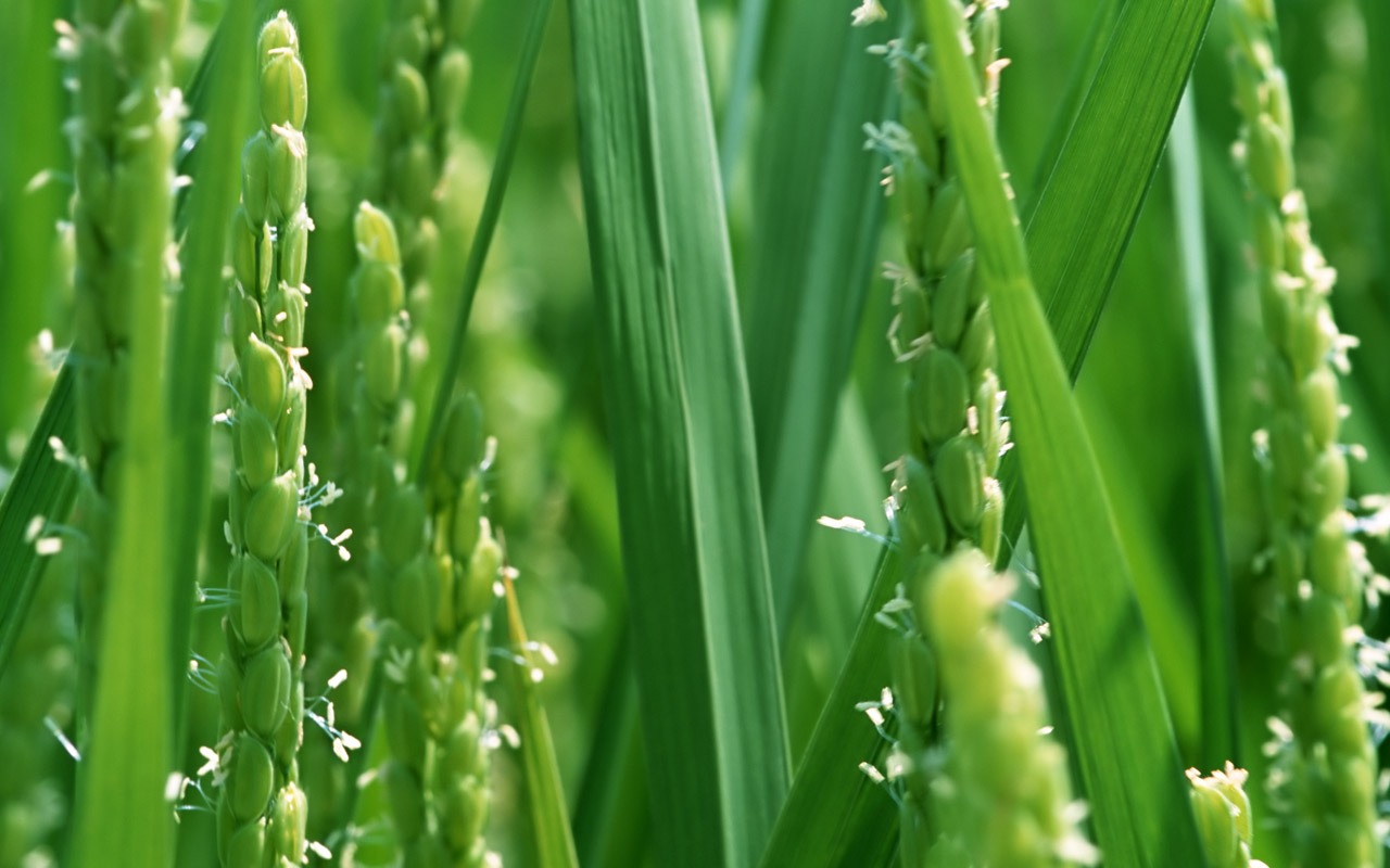 The wheat field wallpaper (1) #1 - 1280x800