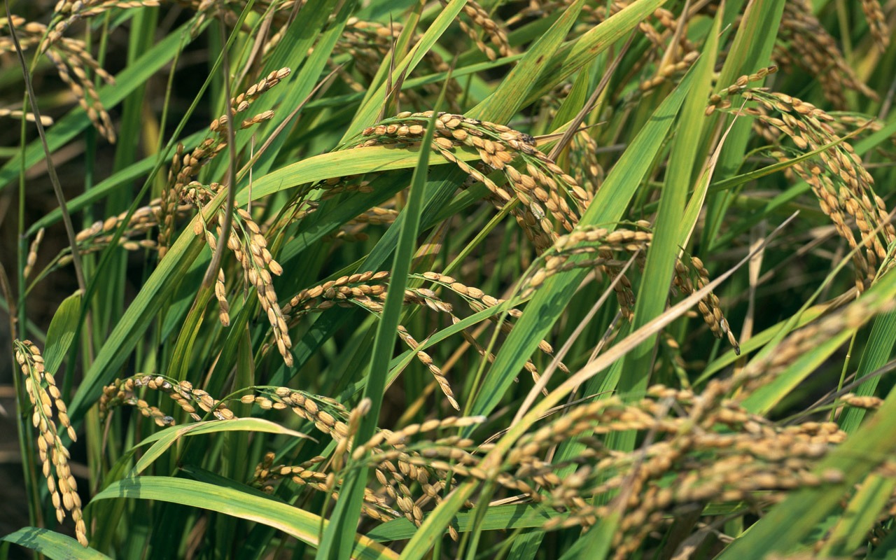 The wheat field wallpaper (1) #2 - 1280x800