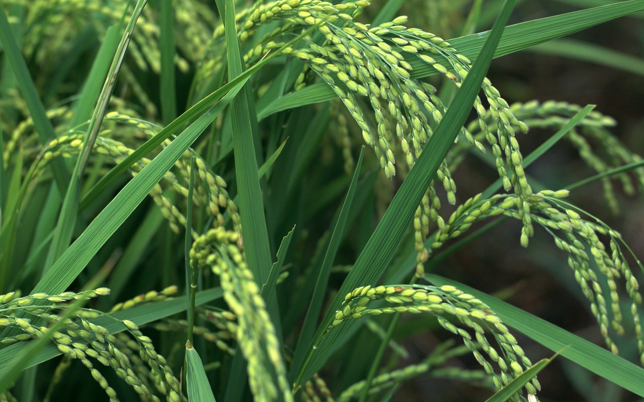 The wheat field wallpaper (1) #3 - 1280x800