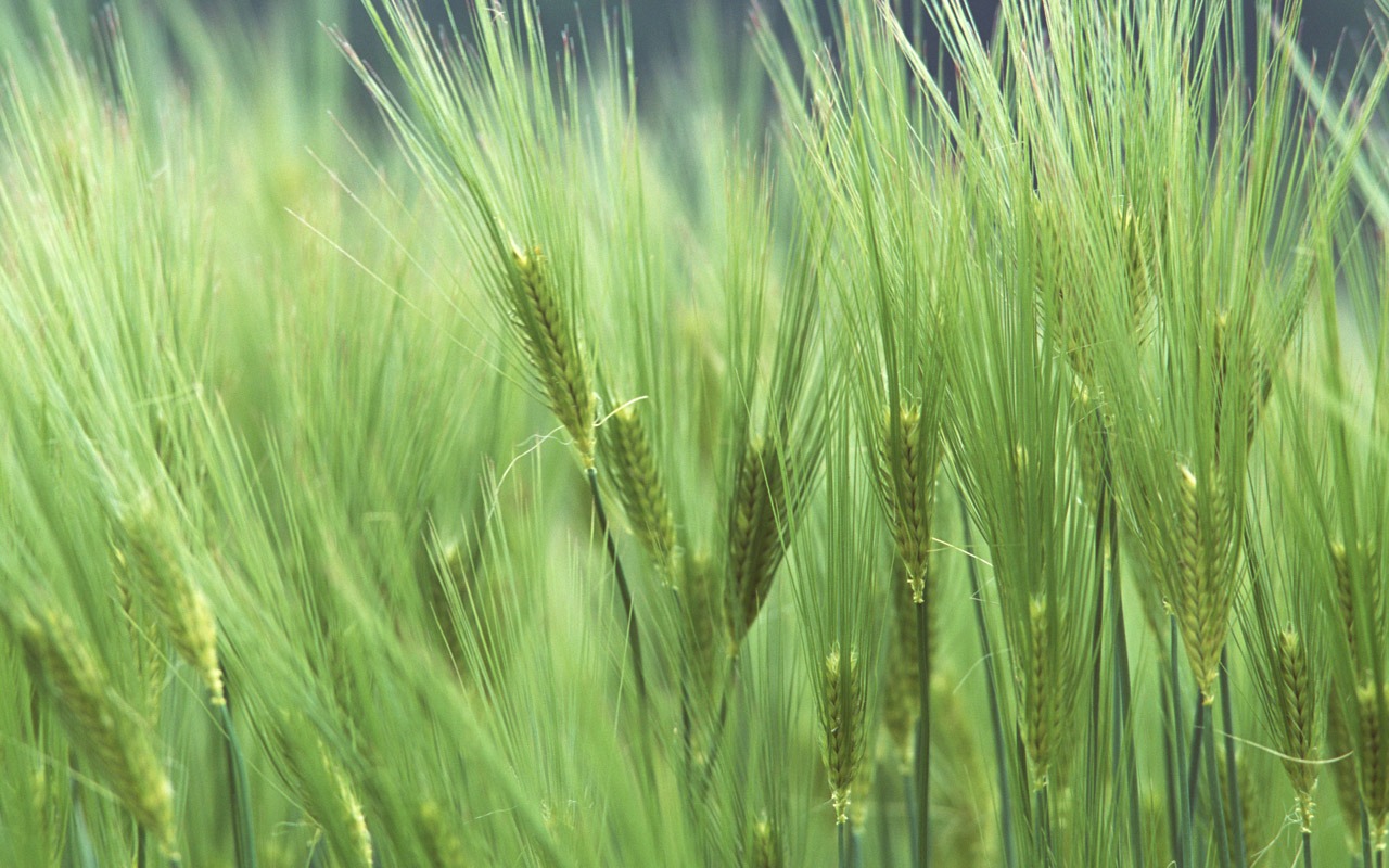 The wheat field wallpaper (1) #4 - 1280x800