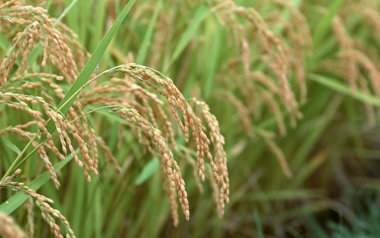 The wheat field wallpaper (1) #5 - 1280x800