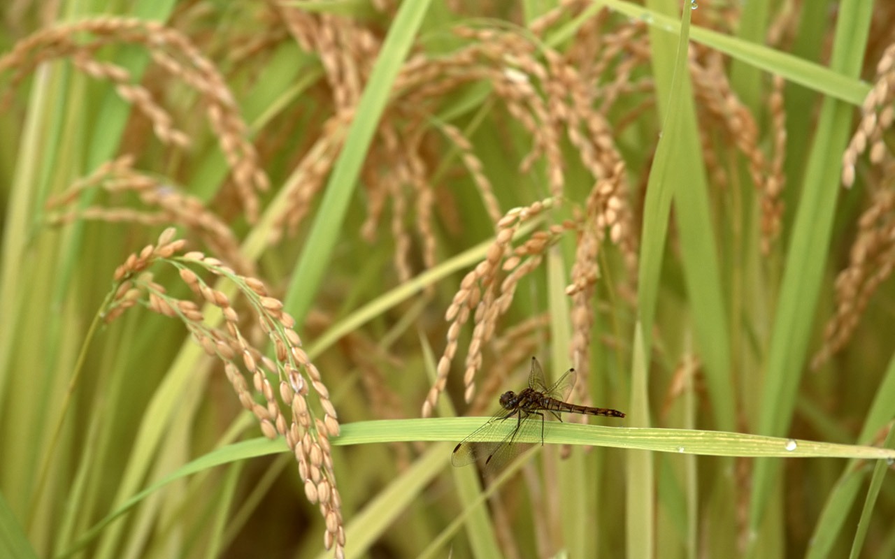 The wheat field wallpaper (1) #6 - 1280x800