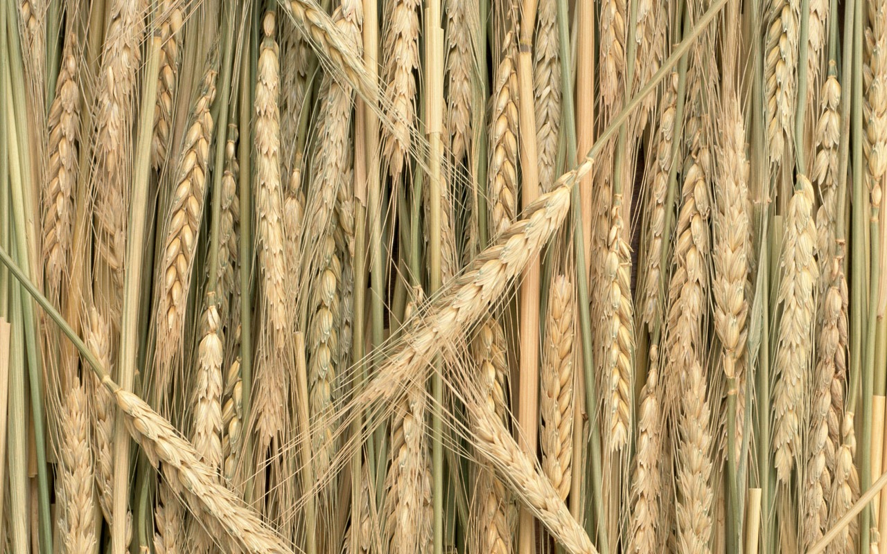 The wheat field wallpaper (1) #7 - 1280x800
