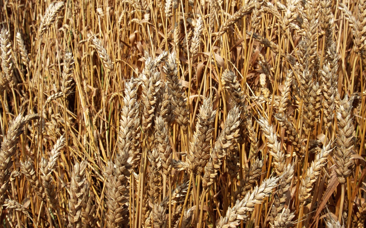 The wheat field wallpaper (1) #8 - 1280x800