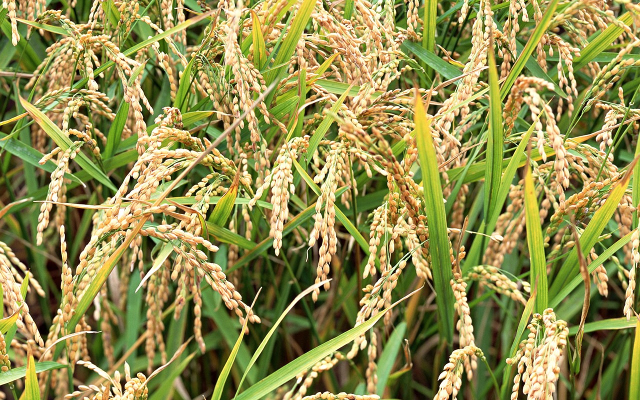 The wheat field wallpaper (1) #9 - 1280x800