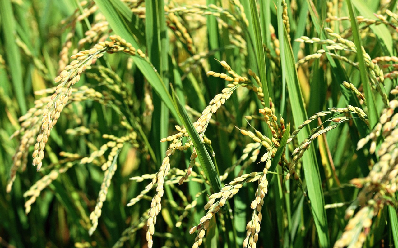 The wheat field wallpaper (1) #10 - 1280x800