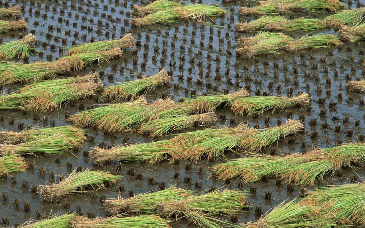 The wheat field wallpaper (1) #11 - 1280x800