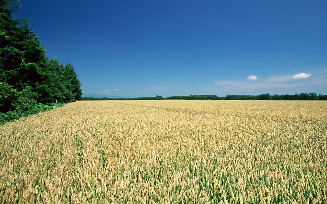 The wheat field wallpaper (1) #13 - 1280x800