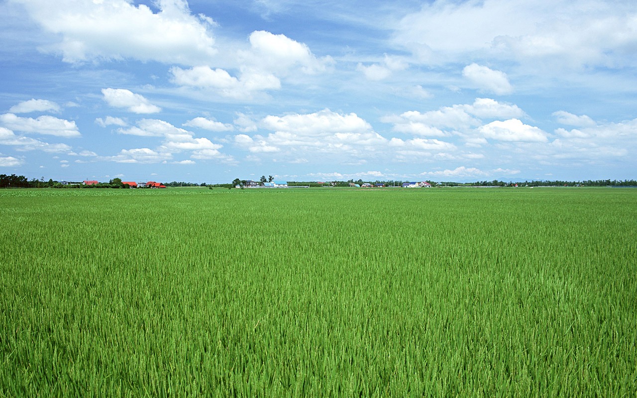 The wheat field wallpaper (1) #14 - 1280x800