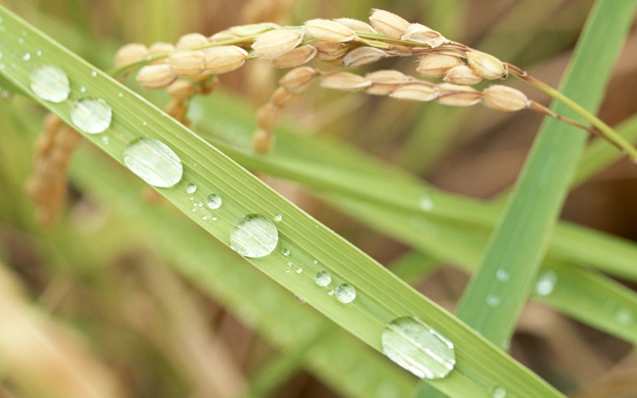 The wheat field wallpaper (1) #15 - 1280x800