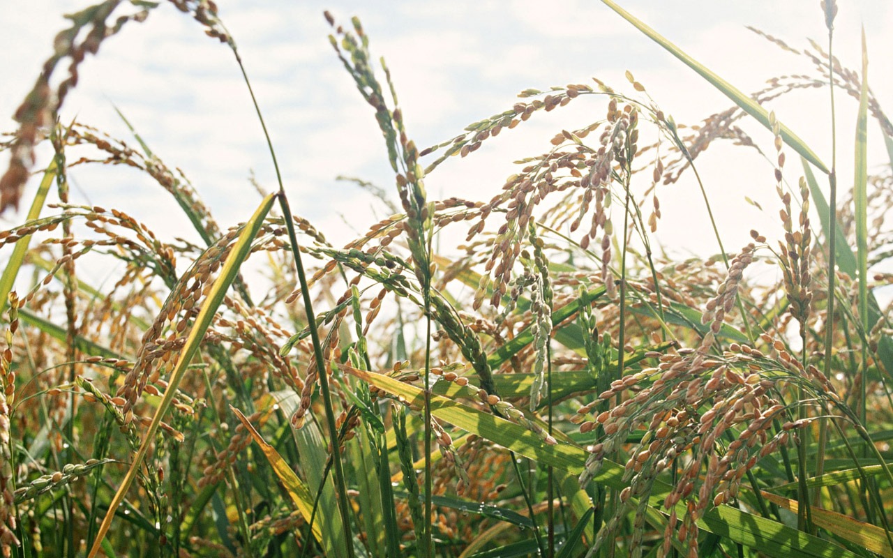 The wheat field wallpaper (1) #16 - 1280x800