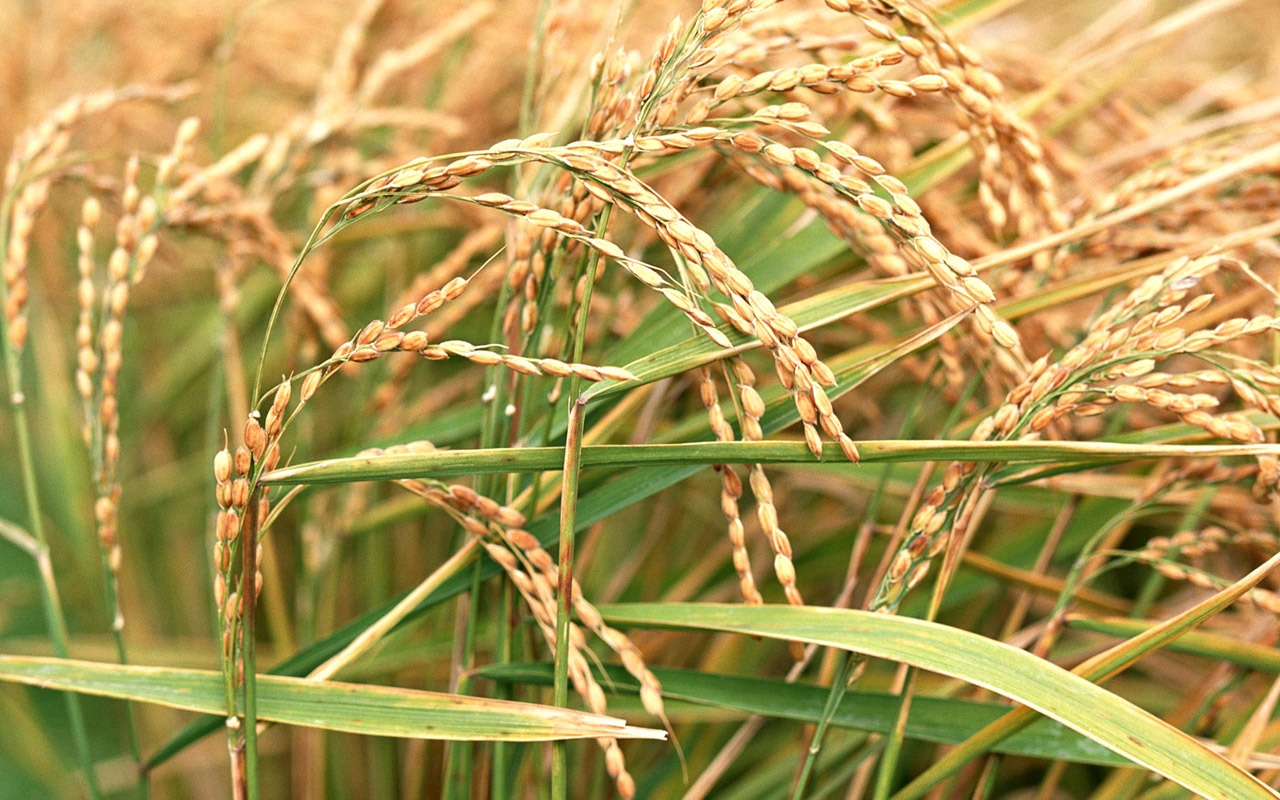 The wheat field wallpaper (1) #17 - 1280x800