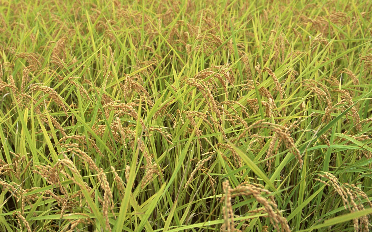 田野麥浪 壁紙(一) #18 - 1280x800