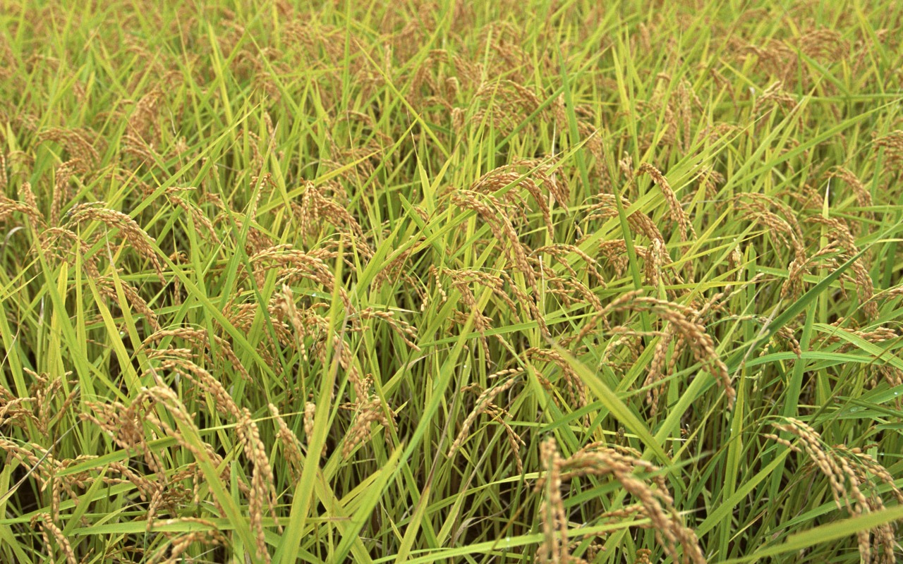 The wheat field wallpaper (1) #18 - 1280x800