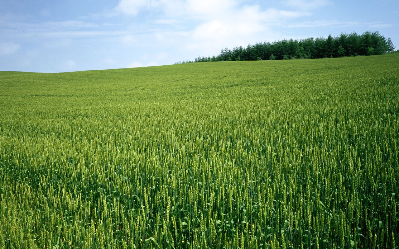 The wheat field wallpaper (1) #19 - 1280x800