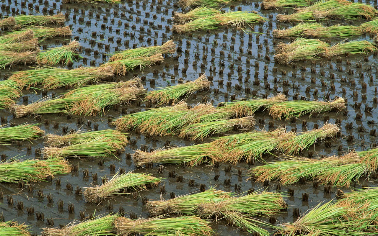 El fondo de escritorio campo de trigo (2) #2 - 1280x800