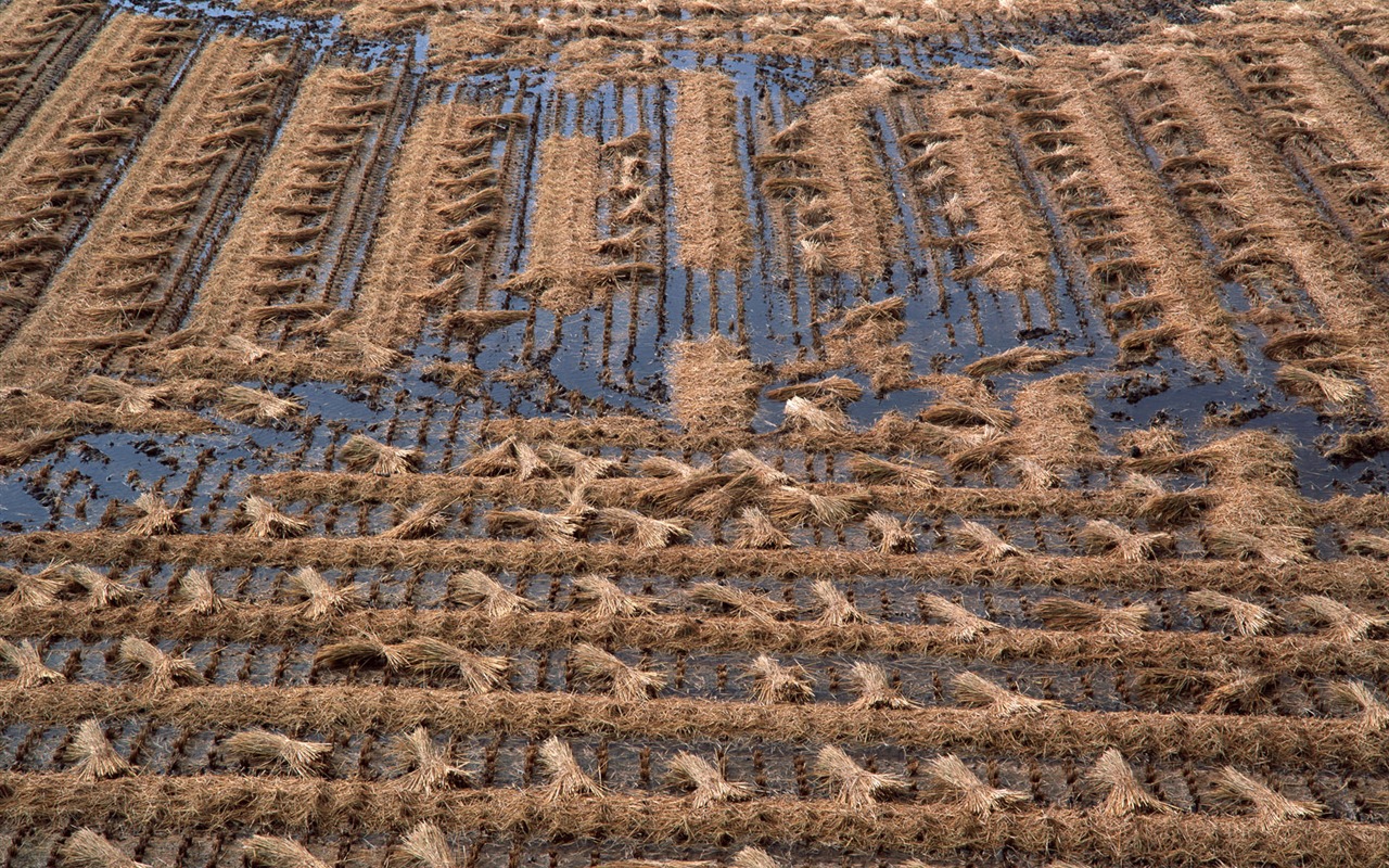 田野麥浪 壁紙(二) #5 - 1280x800