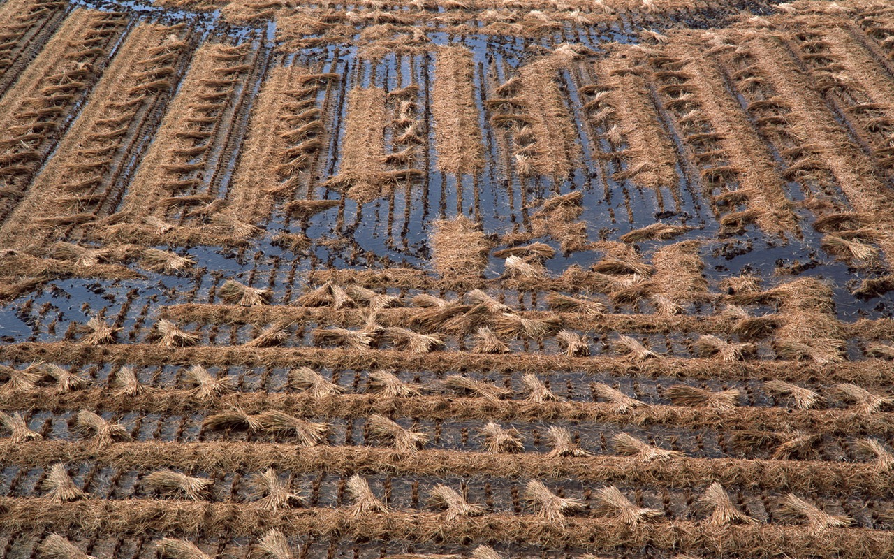 El fondo de escritorio campo de trigo (2) #5 - 1280x800