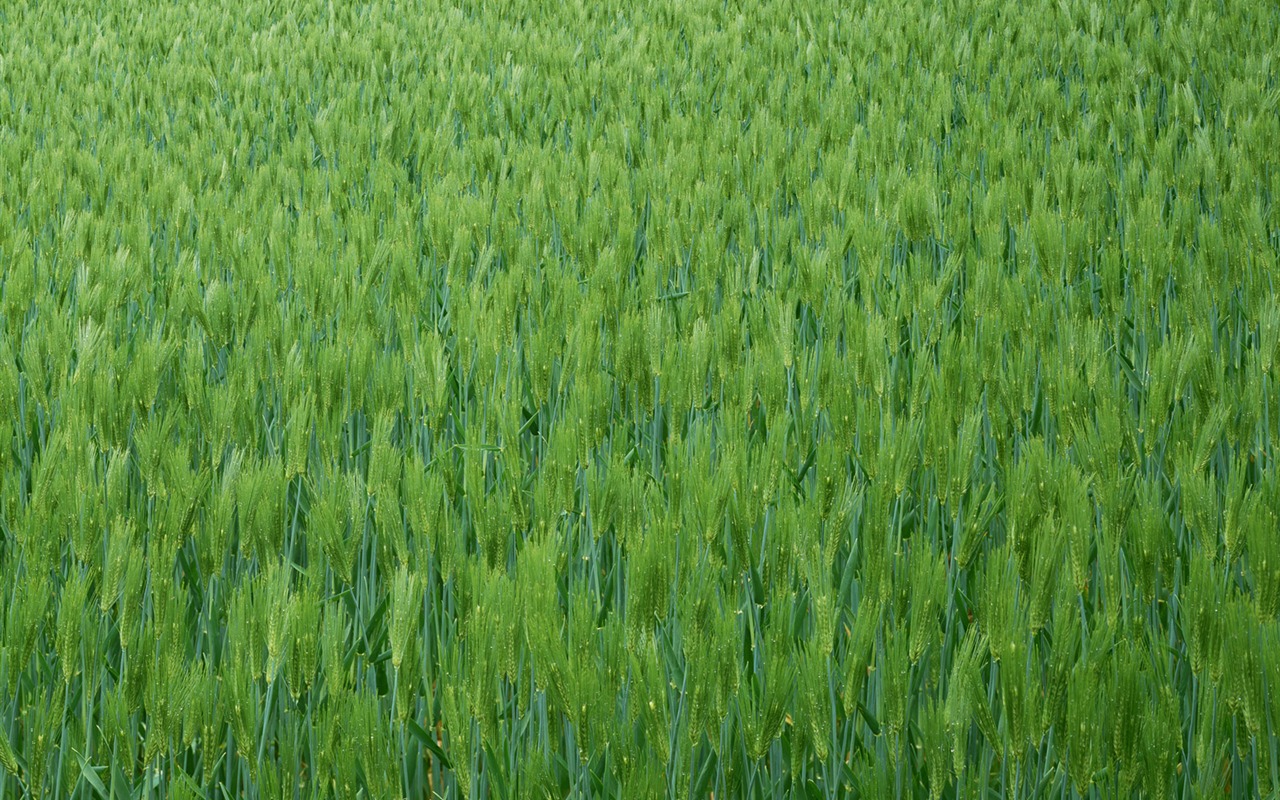 田野麥浪 壁紙(二) #7 - 1280x800