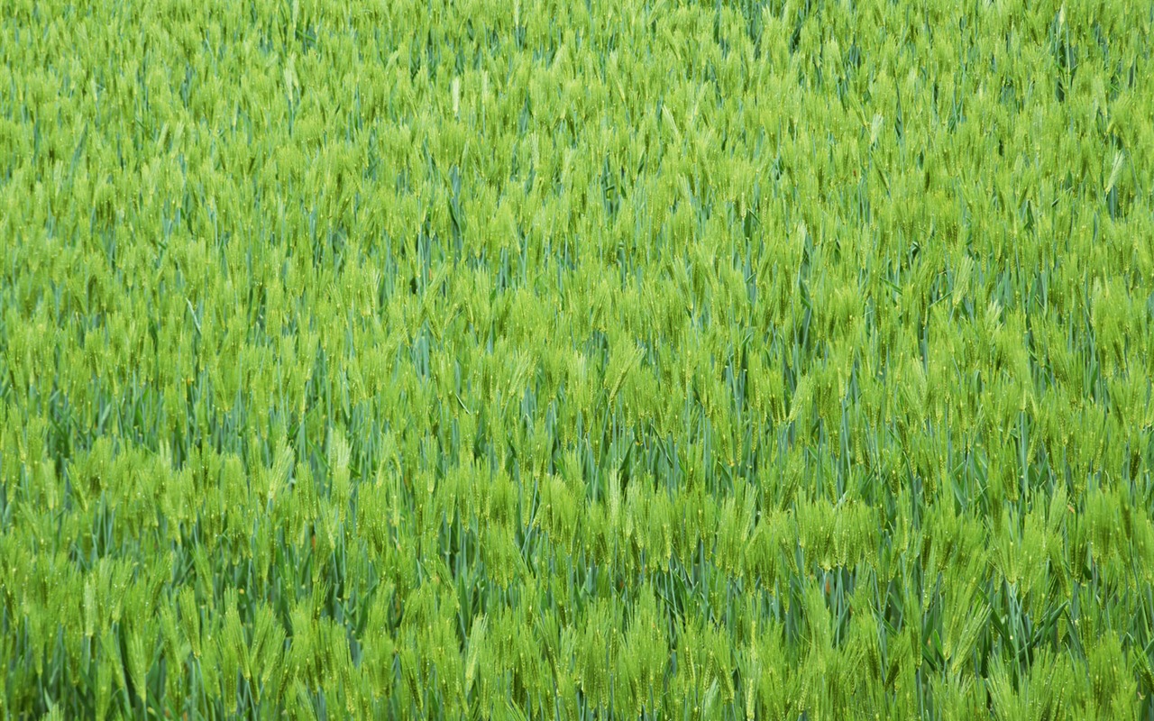 田野麥浪 壁紙(二) #8 - 1280x800