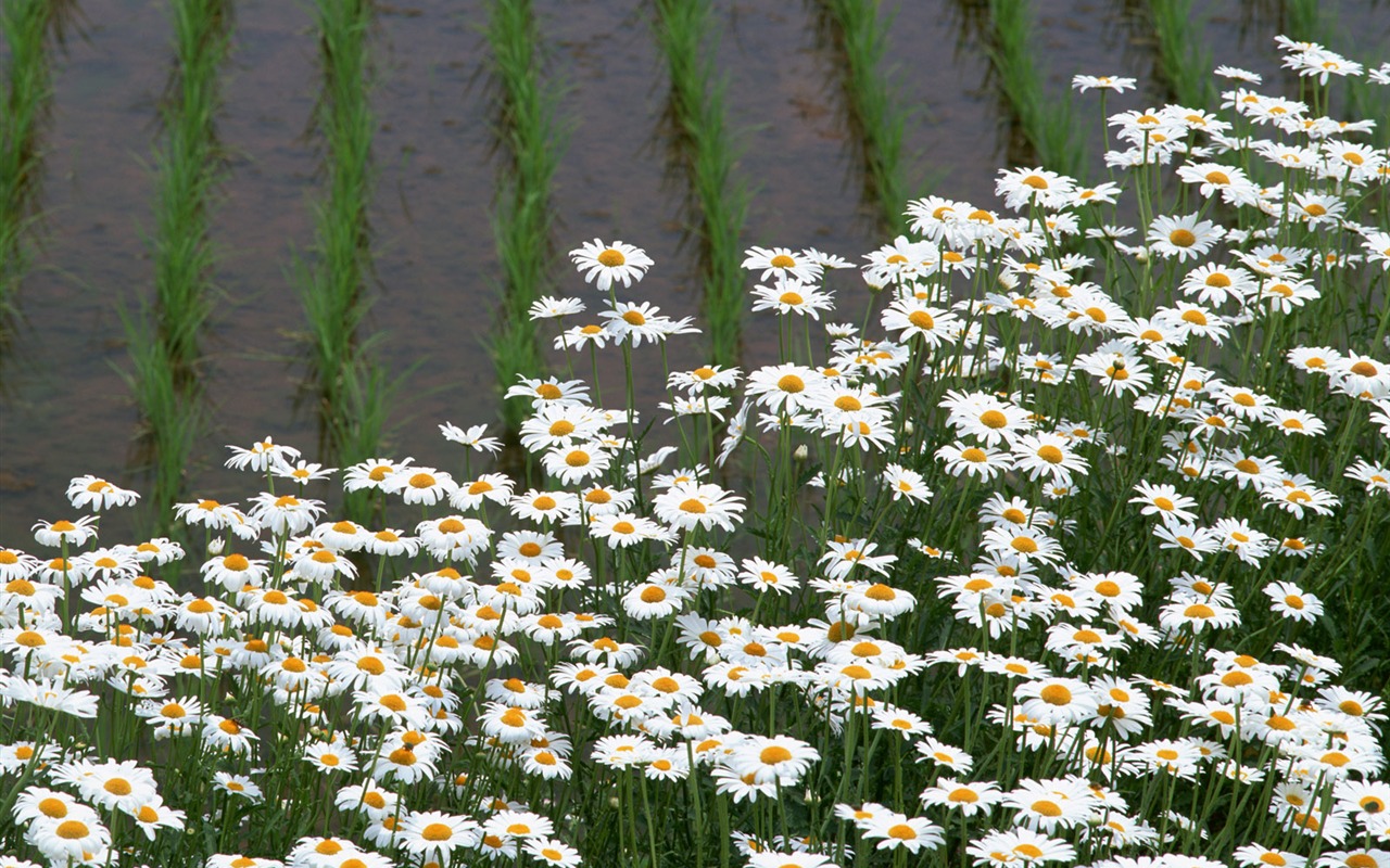 El fondo de escritorio campo de trigo (2) #14 - 1280x800