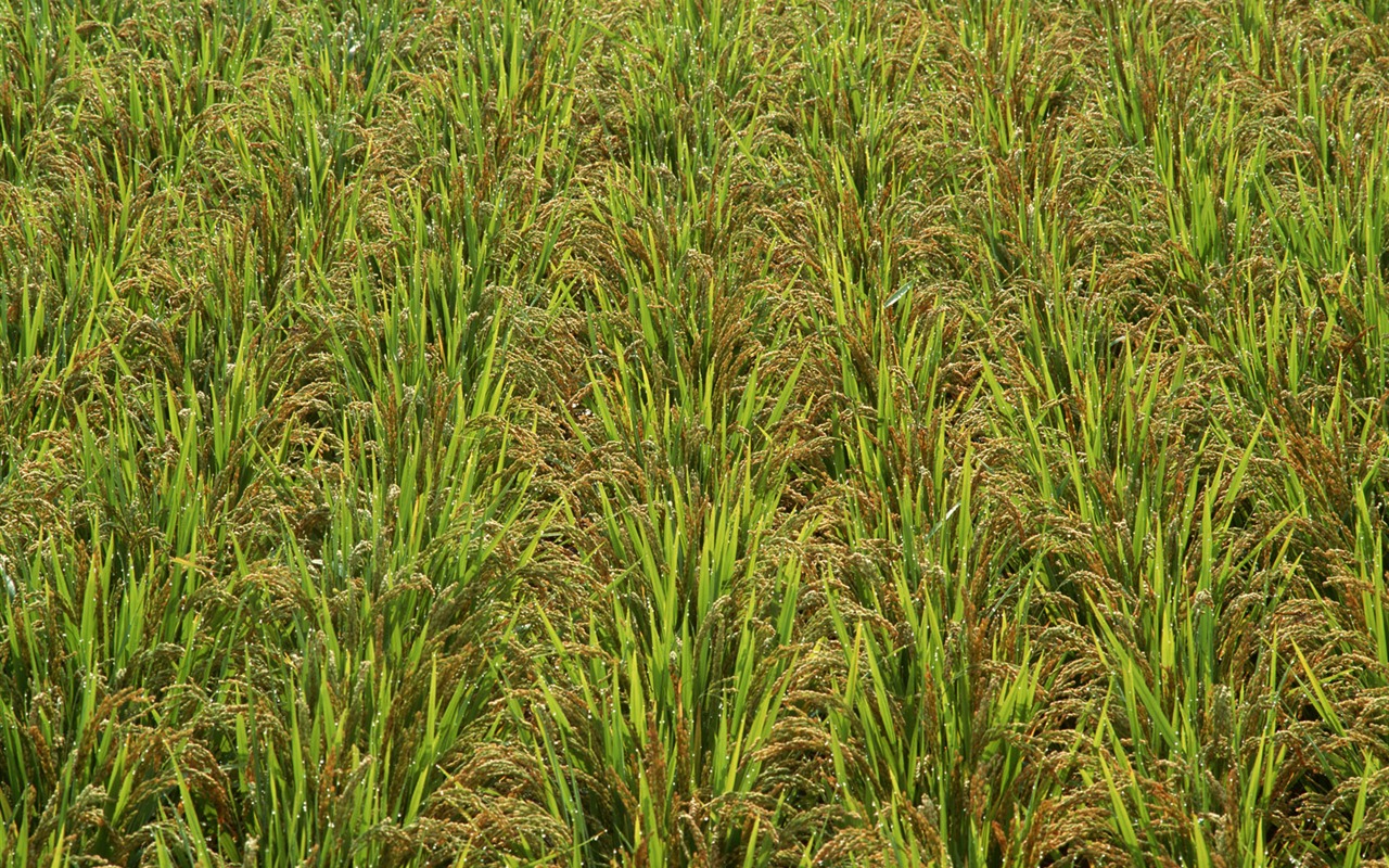 El fondo de escritorio campo de trigo (2) #15 - 1280x800