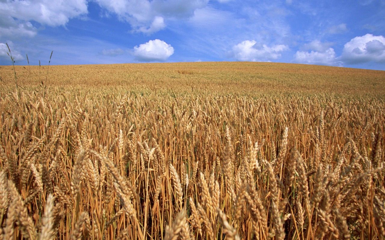The wheat field wallpaper (21) #18 - 1280x800