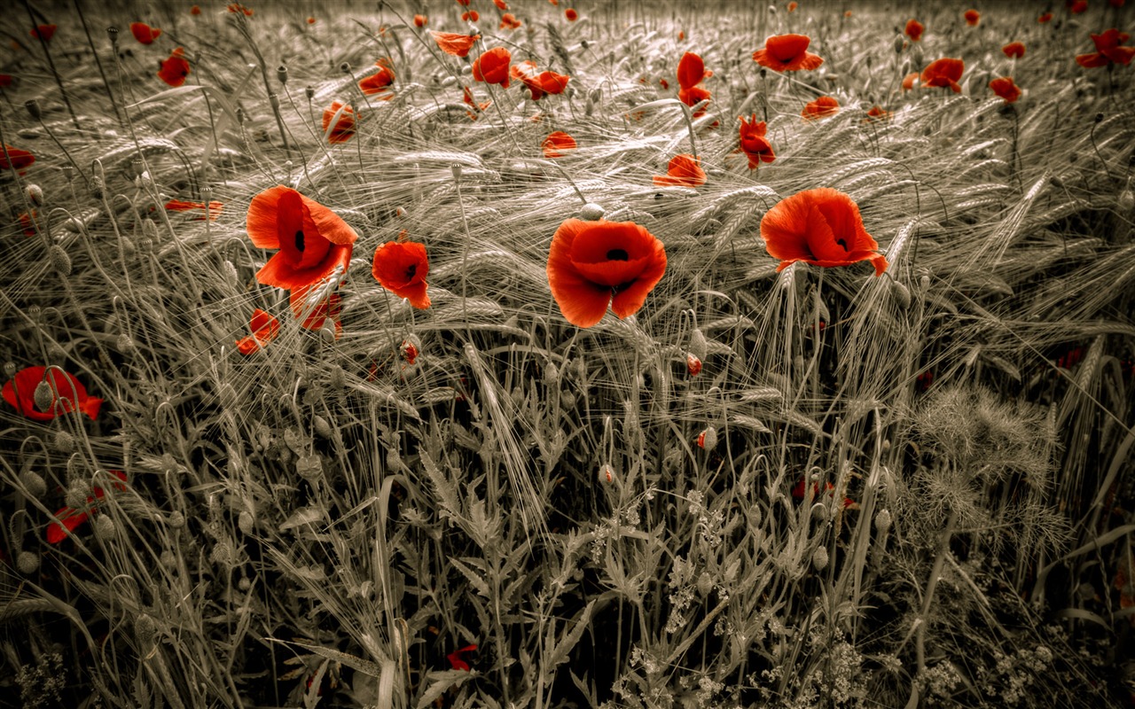 Krásně poskytnuté Krajina tapety (5) #10 - 1280x800