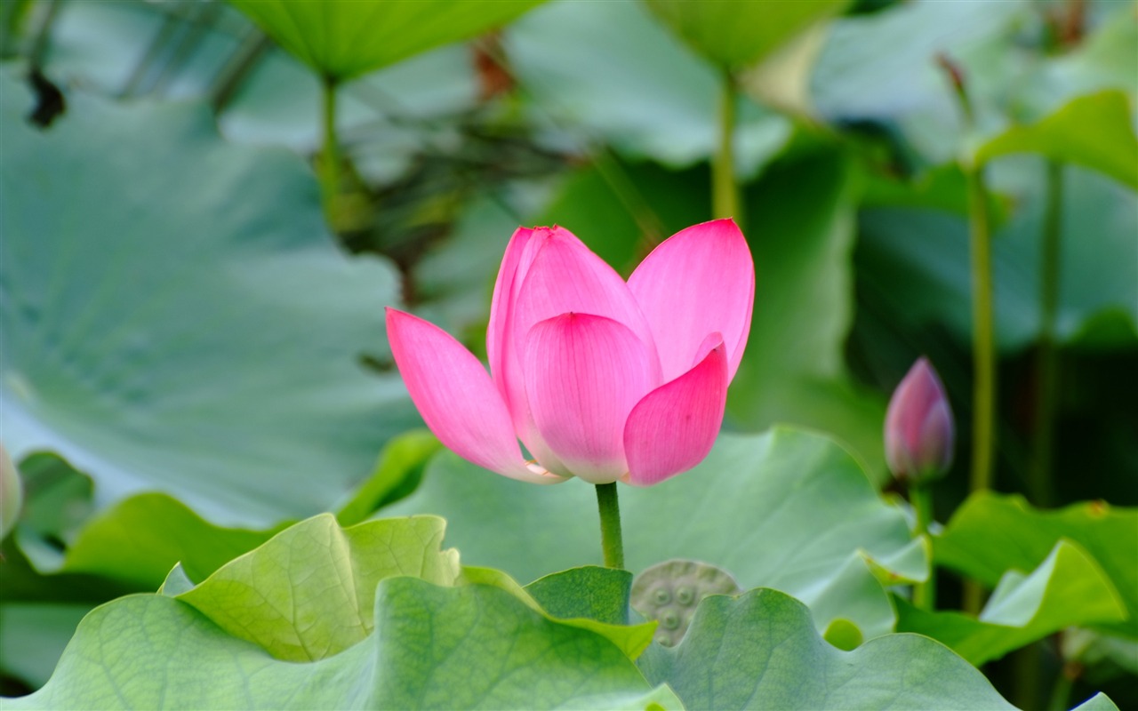Rose Garden of the Lotus (rebar works) #1 - 1280x800