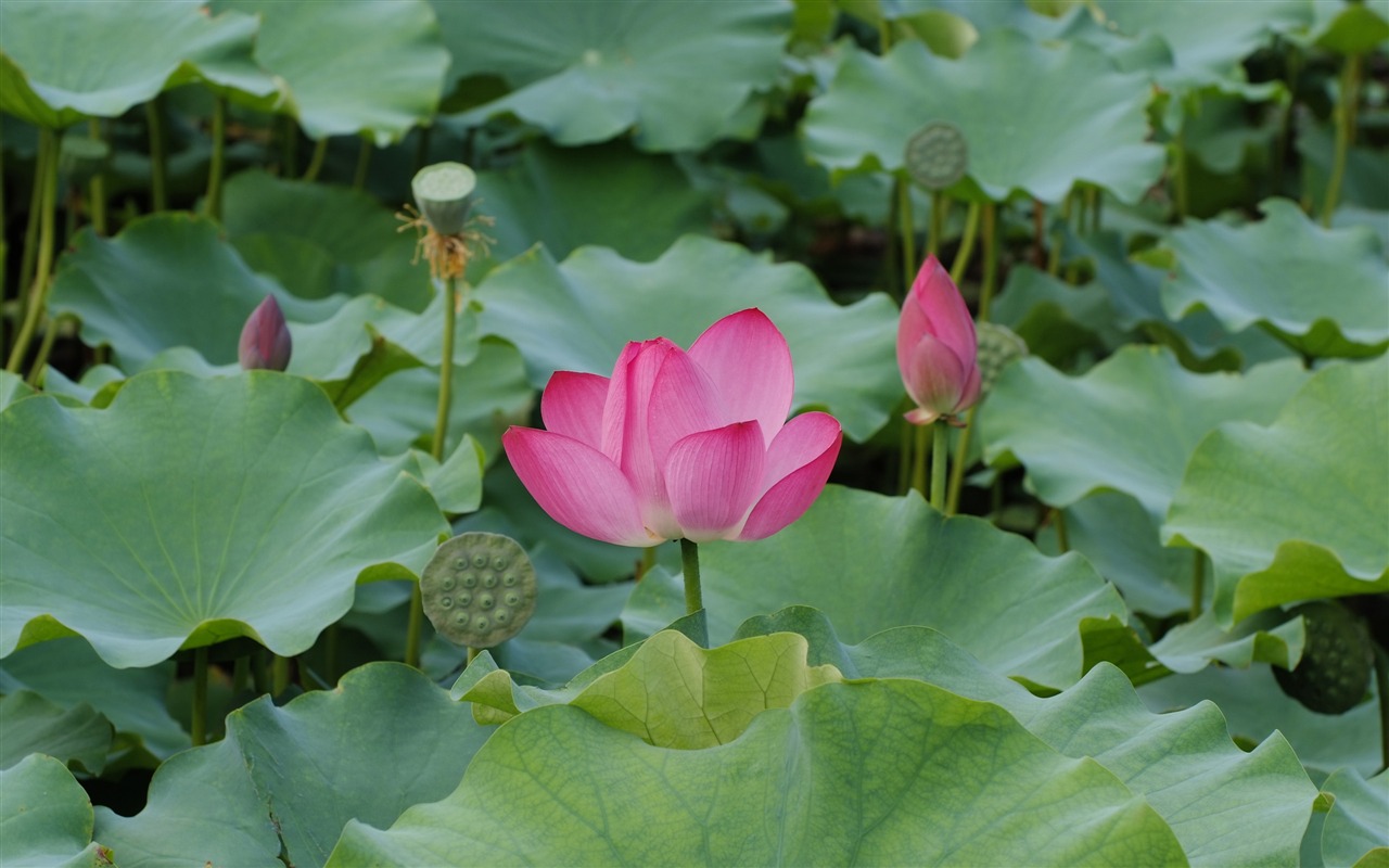 Rose Zahrada Lotus (prutu práce) #2 - 1280x800