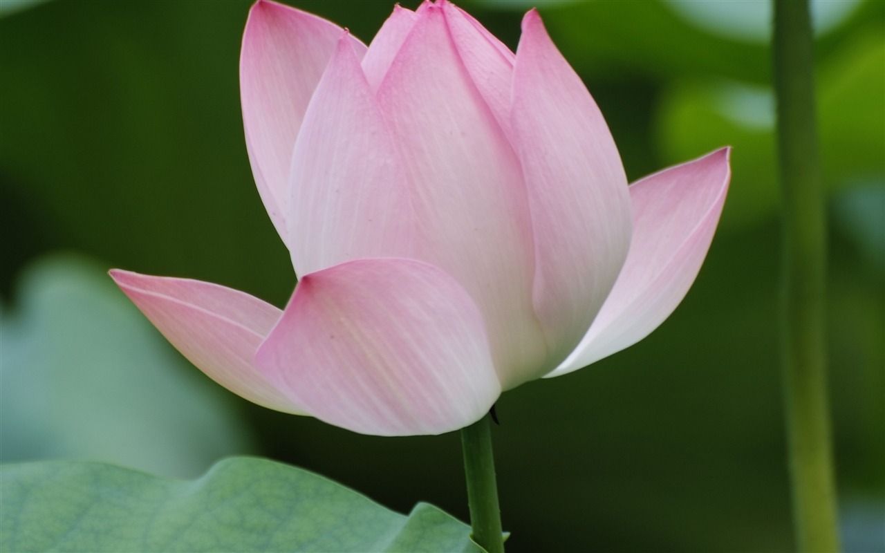 Rose Zahrada Lotus (prutu práce) #3 - 1280x800