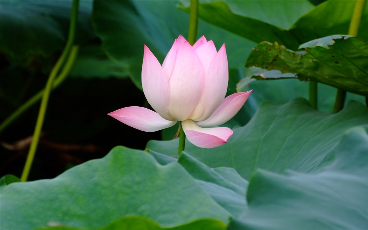 Rose Garden of the Lotus (rebar works) #4 - 1280x800