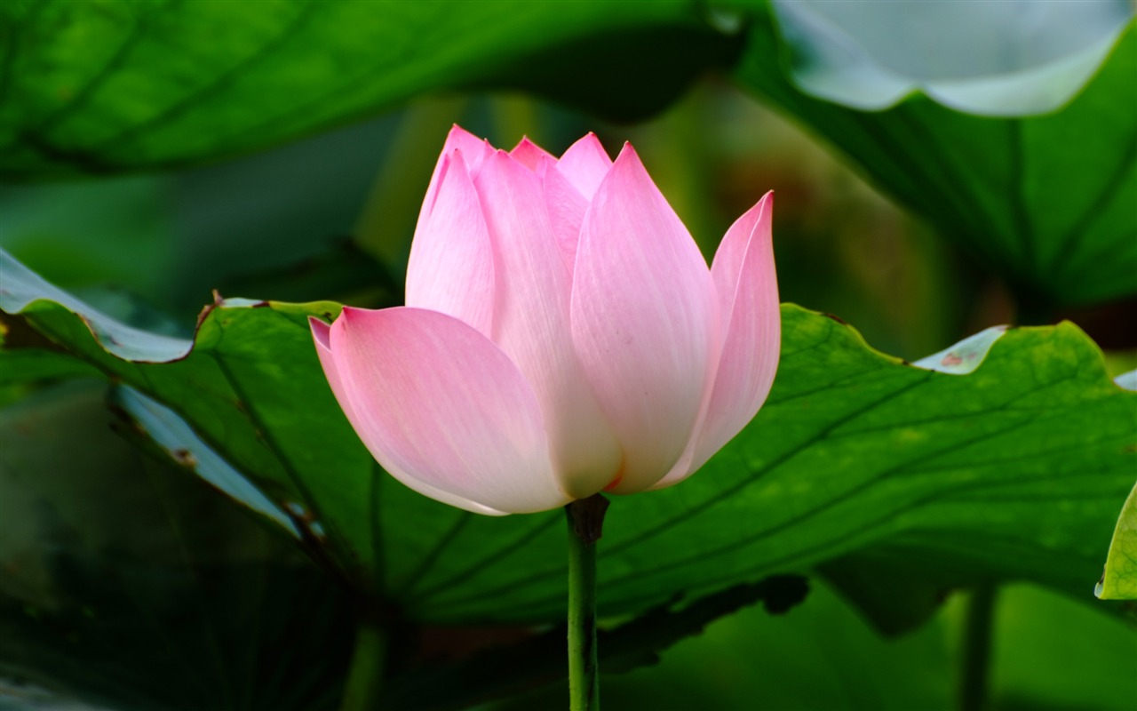 Rose Zahrada Lotus (prutu práce) #5 - 1280x800