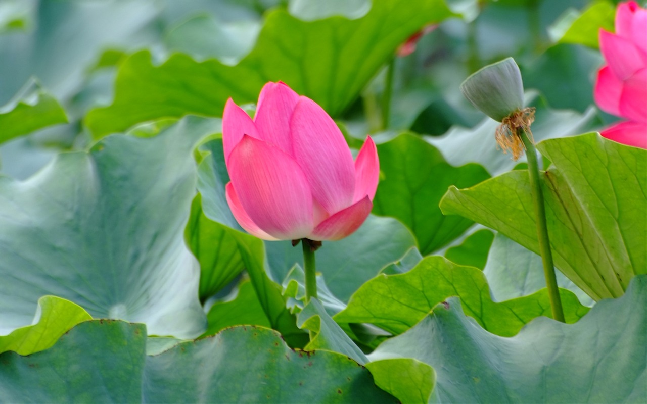 Rose Zahrada Lotus (prutu práce) #7 - 1280x800
