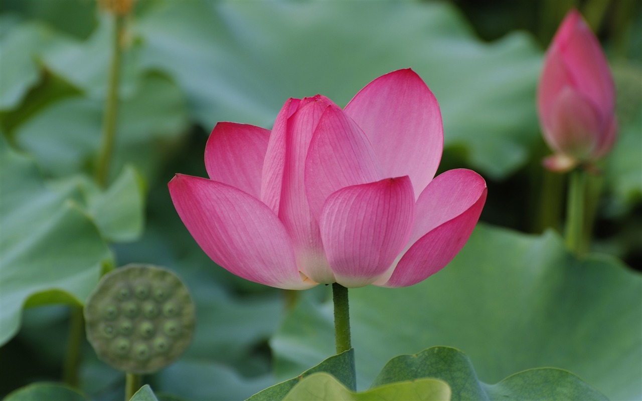 Rose Zahrada Lotus (prutu práce) #8 - 1280x800