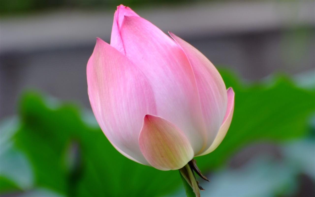 Rose Zahrada Lotus (prutu práce) #9 - 1280x800