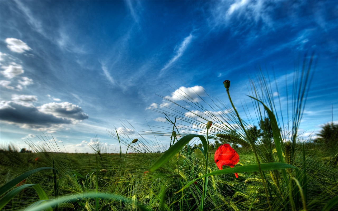 Beautifully rendered scenery wallpaper (6) #15 - 1280x800