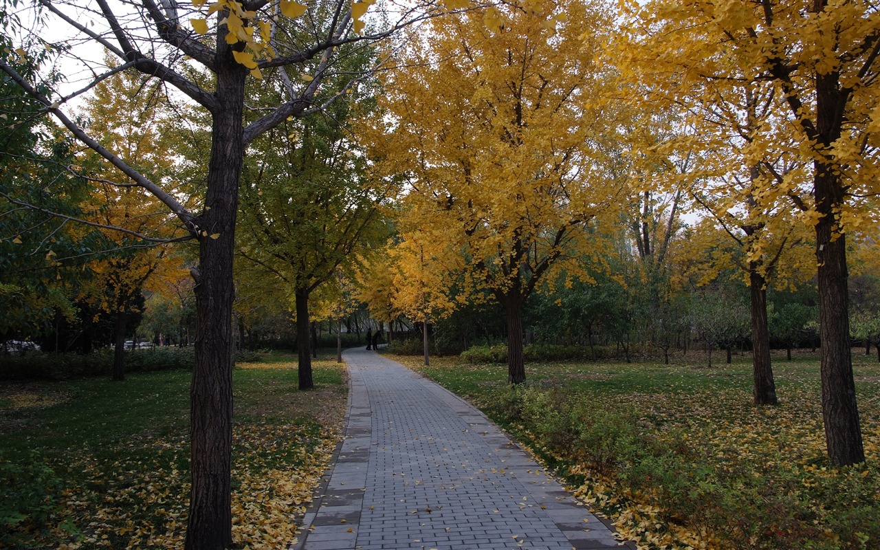 Xiangshan podzimní zahrada (prutu práce) #14 - 1280x800