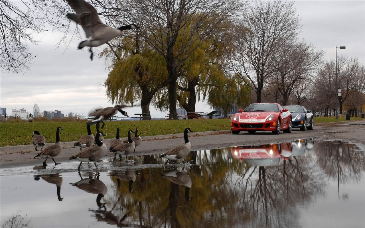 Ferrari wallpaper album (3) #14 - 1280x800